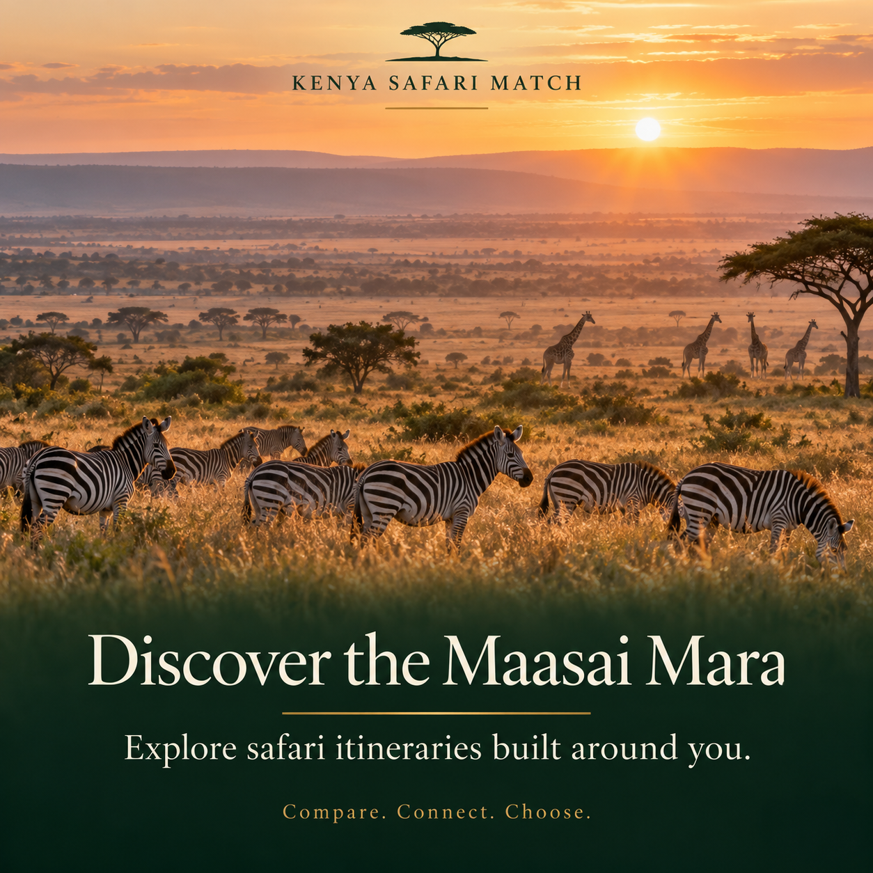 Zebras and giraffes on the Maasai Mara plains at sunset